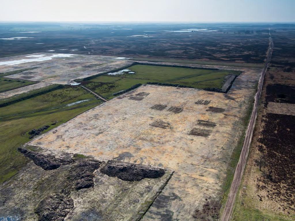 Dwingelerveld Witte klaver Dwingelerveld: herstel nat