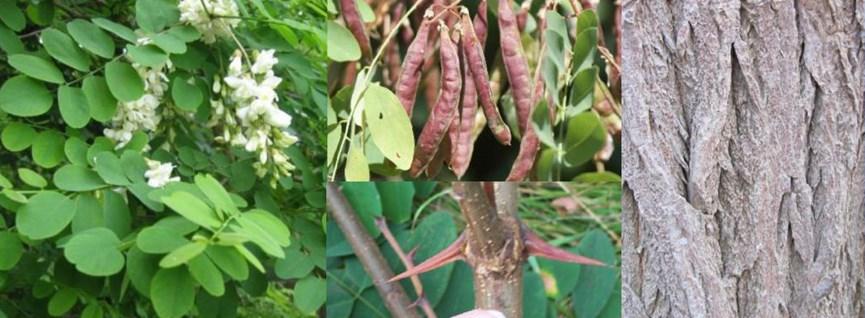 Acacia Let op: de bladeren van een plataan kunnen erg op die van een esdoorn lijken, maar de plataan heeft andere vruchten en bast (de plataan mag wel vergunnings-vrij gekapt worden).
