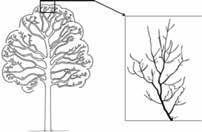 BOSrevue57 9 Type ARCHI sain: gezonde boom Type ARCHI sain (gezond): normale vertwijging in de bovenkroon, met weinig of geen mortaliteit in de kroon.