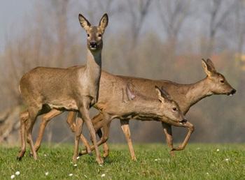 Samen met Landschap Overijssel, IJssellandschap en Rabobank Salland werden plannen gemaakt om te komen tot realisatie van de Streekrekening Salland bij de Rabobank.