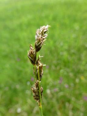 Bospaardenstaart (Equisetum sylvaticum) groeit bij voorkeur in loofbos op zandige tot lemige, stikstofarme bodems. De soort is meestal te vinden waar basenrijk kwelwater aan de oppervlakte komt.