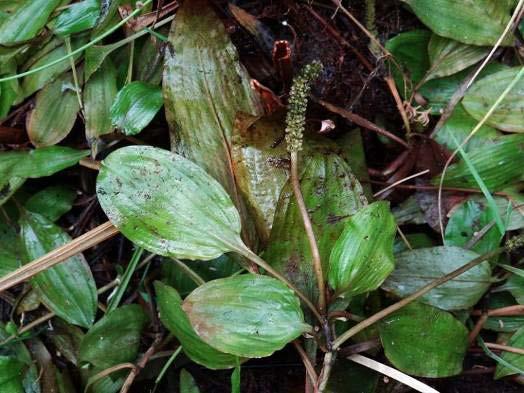 kwartierhokken 5 Vingerzegge (Carex digitata) komt vooral voor op kalkrijke en voedselarme bodems. De planten zijn wintergroen en verkiezen halfschaduw.
