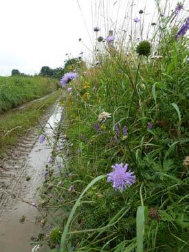 Maar door een toegenomen grassenkennis van floristen Johannes Jansen wordt de soort tegenwoordig wel vaker herkend. Trosdravik kreeg er in 2013 nog een nieuwe vindplaats bij in Rotselaar (d5-54-22).