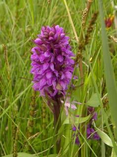 kwartierhokken 8 Bosorchis (Dactylorrhiza fuchsii) is een soort van schrale graslanden met periodiek vochtige bodem, bij voorkeur op beschaduwde plaatsen, ook in lichte bossen en bosranden.