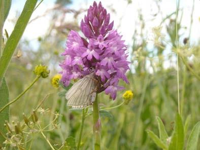 Hondskruid (Anacamtis pyramidalis) is een soort van thermofiele, droge, kalkrijke graslanden. Hondskruid is een typische pionier die even snel kan verschijnen als verdwijnen.