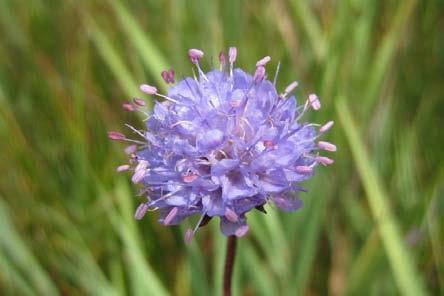 Blauwe knoop (Succisa pratensis) groeit in natte tot vochtige, voedselarme, zwak zure graslanden.