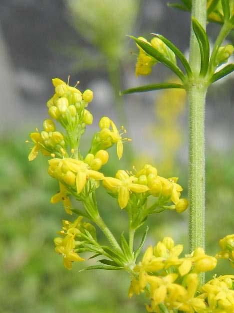 Blijkbaar is Bijenorchis in Vlaanderen aan een opmars bezig, want ondanks de toename van het aantal vindplaatsen nam het percentage van voorkomen in Vlaams-Brabant af tot 18%.