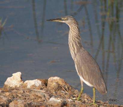 Oeverloper (17), Waterhoen, Dodaars (4), Ralreiger (2), Pijlstaart (1 vrouwtje), Zwarte ibis (1), IJsvogel (2), Indische scharrelaar (3), Wintertaling, Grote zilverreiger (1), Westelijke rifreiger (2