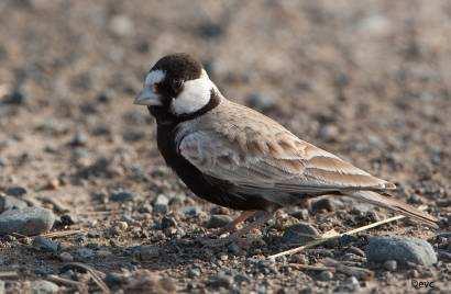 Zwartkruinvinkleeuwerik (EVC) Ayn Hamran van 8u40 tot 13u Ayn Hamran is een must als je het zuiden va Oman bezoekt. Hier kan je een hele waaier aan typische vogelsoorten voor de Dhofar regio zien.