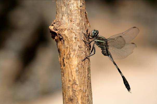 Libellen 1. (Azuragrion nigridorsum) Black-tailed Bluet 2. (Ischnura senegalensis) Marsh Bluetail 3. Zuidelijke keizerlibel (Anax parthenope) Lesser Emperor 4.