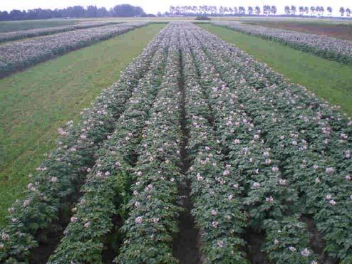 Foto 4. Teelt pootaardappelen in juli 2008. Voor bepaling van virusaantasting in het gewas zijn de planten onderzocht bij de NAK.