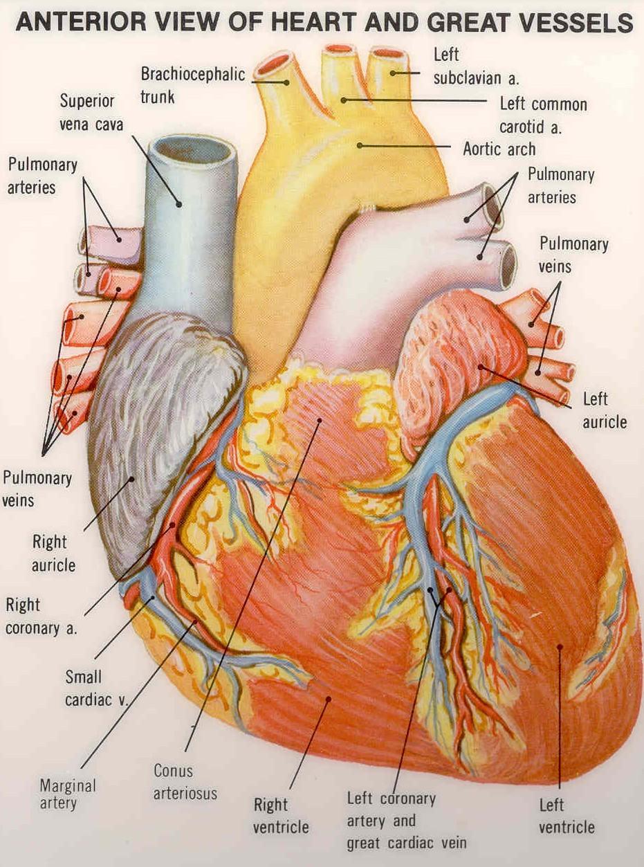 Het hart