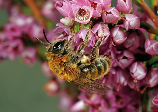 Smit bezoekers bij uitstek (Peeters et al. 2012a, www.bestuivers.nl). Ze drinken nectar voor hun eigen energievoorziening en verzamelen stuifmeel als voedsel voor de larven.