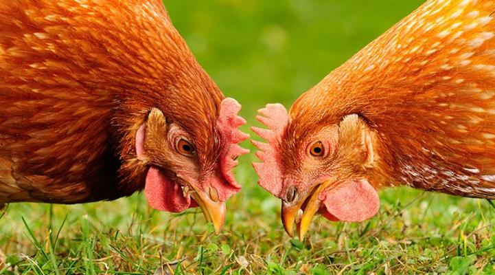 11. Wat betreft het kip en het ei verhaal moest het ei natuurlijk eerder komen. Evolutionair onderzoek heeft bewezen dat eieren ouder zijn dan kippen.