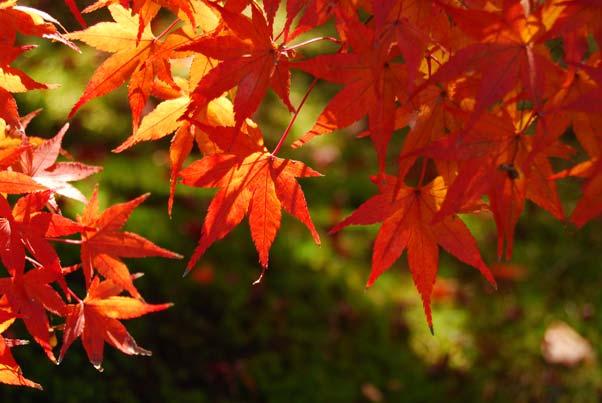 z Herfstkleuren Legt de stralende rode en gele kleuren in herfstbladeren vast.