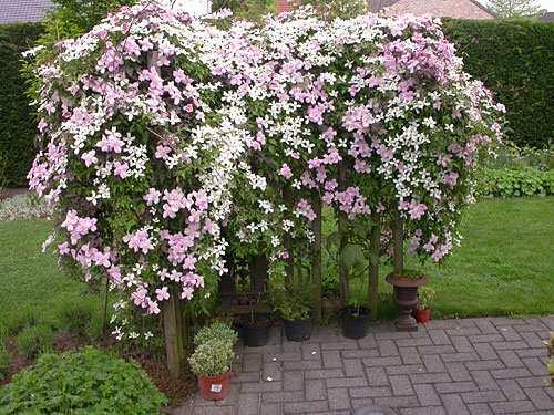 Clematis hybriden OH Clematis montana OH 2-4 8 6-9 5-6 Zorg voor voldoende humus in de bodem.