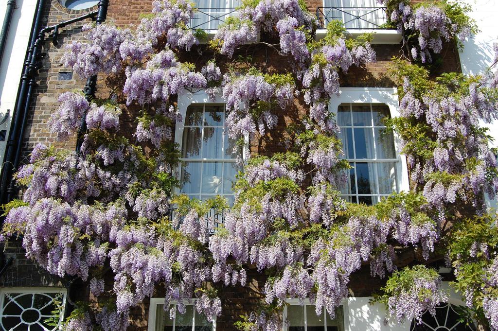 Naam Vitis coignetiae St OH H 10 Bl 5-6 Z G Varia Sierdruif met een gekleurd blad, slingert zich rond draden, palen, regenpijpen Vitis vinifera (wijndruif) Wisteria (blauwe regen) Slingerplant O 10