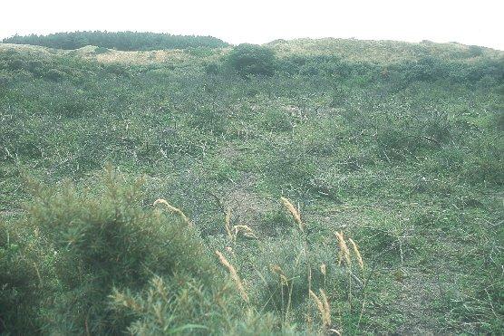 40 en Festuco-Galietum. In het lagere deel hebben zich voor de duinen minder karakteristieke voedselrijke natte typen ontwikkeld. Dat geldt ook de lagere delen van het pt Duindoorns.