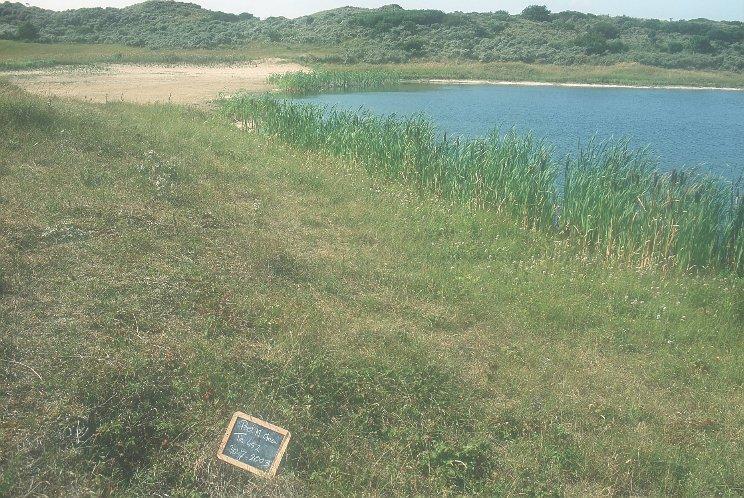 90 Conclusies o De grondwaterstanden zijn vanaf 1992 met maar liefst twee meter gestegen. Deze vernatting komt beperkt in het grasland tot uitdrukking.