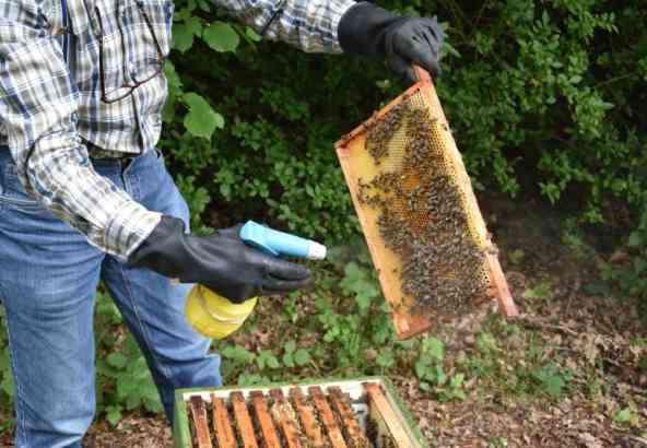 Er moet een gelijkmatige nevel op de bijen zichtbaar zijn zoals op de afbeelding, niet te nat of doorweekt.