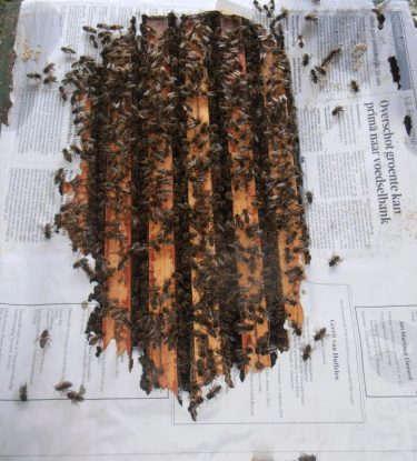 Varroa-bestrijding STAP 4 (dag 21) Alle broed in de bovenste broedbak is nu uitgelopen. Alle ramen met bijen, met de hierop zittende mijten, worden nu besproeid met 3,5% oxaalzuuroplossing.