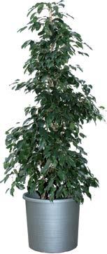 Ficus benjamin Laurier Pyramide Buxus