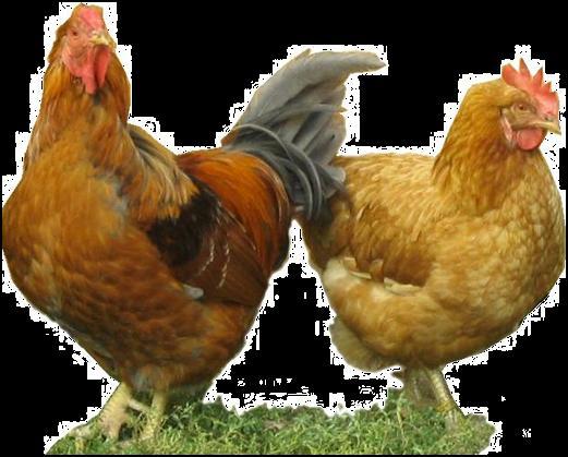 Wel verhip zei de kip Bijna geen enkel landbouwhuisdier wordt in zulke grote aantallen door de mens gehouden en zo weinig begrepen als de kip.