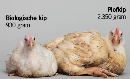 Moderne productierassen In ons land worden ongeveer negentig miljoen kippen gehouden voor de eieren en het vlees.