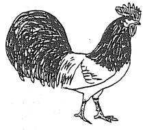 Een paar oud-nederlandse kippenrassen De Lakenvelder De Lakenvelder ontleent zijn naam aan de kleur: de hals, de kop, het achterlijf zijn zwart en het middenstuk is wit.