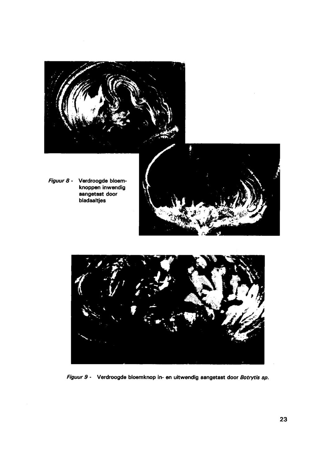 Figuur 8 - Verdroogde bloemknoppen inwendig aangetast door bladaaltjes