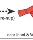 Een deel van de juveniele vogels ruit alle armpendekveren door (bijvoorbeeld mezen) ).