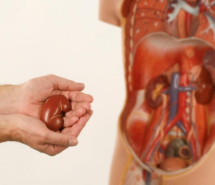 Niertransplantatie 1. Algemene informatie over de mogelijkheden Volgens uw nefroloog is een niertransplantatie mogelijk als behandeling voor uw nierziekte.