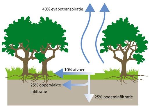 Onverhard oppervlak heeft een zekere buffercapaciteit voor regenwater.