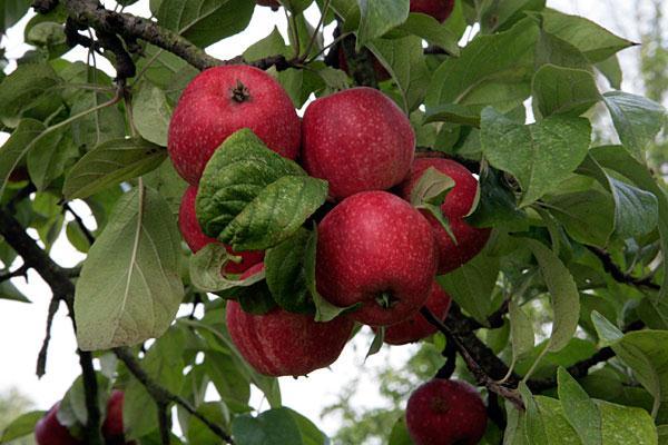 Boomgaarden Het bedrijf telt 30 hectare boomgaarden met 6.000 appelbomen en koopt geen appels bij. De keuze van de appelrassen op het juiste terroir is mede bepalend voor de kwaliteit van de cider.