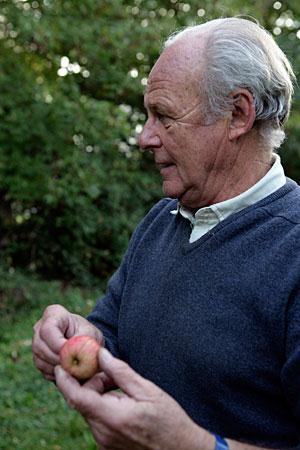 Dat betekent dat elke boom minstens drie keer wordt bezocht. Eenmaal per week komt een machine langs om de appels te verzamelen die gevallen zijn.