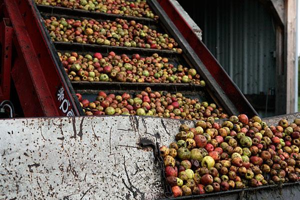 Persen De appels worden, elk ras apart, langzaam en bij lage druk geperst in een speciaal gemodificeerde membraanpers van Bucher, een pers die veel in de wijnproductie wordt gebruikt.