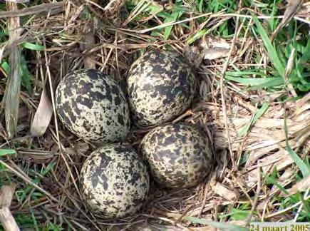 4. Nestbescherming in Amstelland in 2009 In 2009 hebben 40 agrariërs met 89 vrijwilligers (17 vrijwilligers van de Vogelwerkgroep Ouderkerk en 72 vrijwilligers van de werkgroep