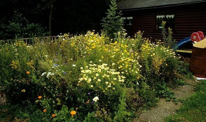 Tuinen zeer belangrijke habitats voor wilde bijen Gebruik van zaadmengsels van eenjarige planten zijn vooral van betekenis voor honingbijen en (in