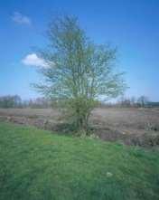 Overstaanders in houtwallen zijn vaak eiken, maar ook andere bomen zoals els, es, berk en lijsterbes en struikvormers als meidoorn kunnen prima als overstaander dienen, mits ze mooi gevormd zijn.