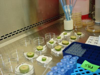 In de grootste sectie Microbiologie, die ongeveer 90% van de analyses in LFSAGx uitvoert, blijft Salmonella de voornaamste analyse.