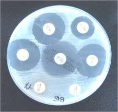 Bedrijf # 3 N = 12 AB GEBRUIK - BIGGEN Amoxicilline Enro- Marbofloxacine Ceftiofur 2 N