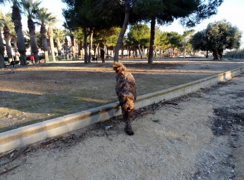 HONDENSPEELPLAATS PLAYA L AMPOLLA Sinds vorig maand is er in het park bij het strand van l Ampolla in Moraira een groot deel afgezet waar wij, honden, naar hartenlust kunnen rennen en spelen.