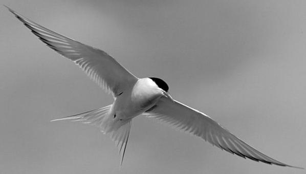 Weetjes over vogels Wat zijn blinde vinken? Vroeger werden vinken bij wedstrijden soms geblinddoekt omdat ze dan beter gingen zingen.