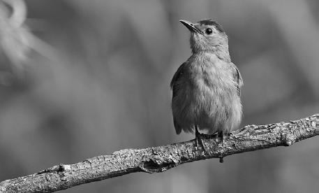 Weetjes over vogels Kunnen vogels beter zien dan mensen? Ja, veel beter. Vogels hebben het scherpste gezichtsvermogen van alle dieren.