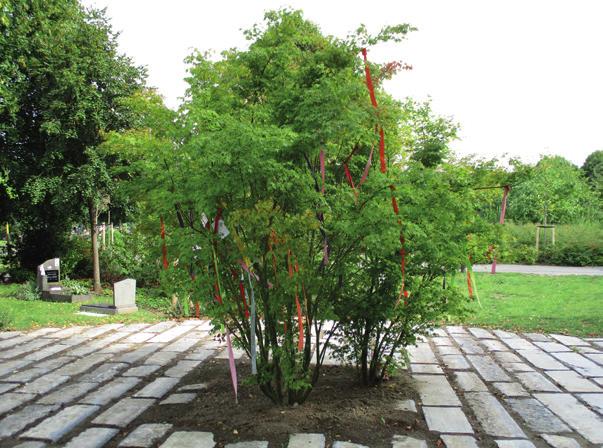 U kunt het afhalen: in de stadswinkel onder het Belfort in een Gentinfopunt in het poortgebouw van de Westerbegraafplaats U kiest zelf waar en wanneer u het lint ophangt in de herdenkingsboom.