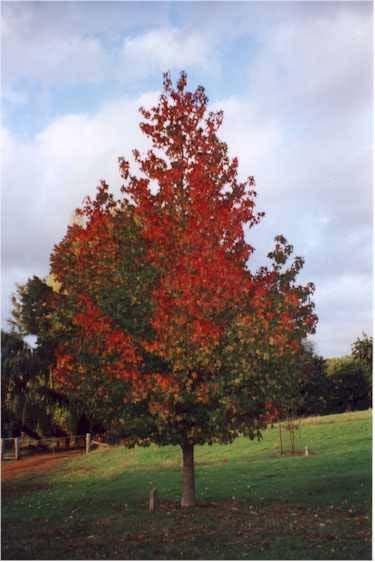 Bomen Liqsty latijnse naam Liquidambar styraciflua nederl.