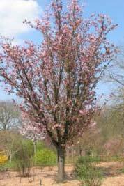 rijkbloeiend grootte 8 12 m rond PrusarR latijnse naam Prunus