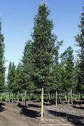 Bomen PyrcalCh latijnse naam Pyrus calleryana 'Chanticleer' nederl.