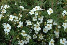 Physocarpus capitatus 'Tilden Park' nederl.