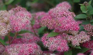 Spiraea japonica 'Genpei' (Shirobana) nederl.